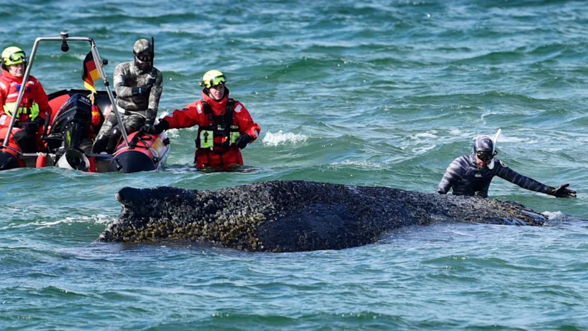 Rescue divers in red suits help stabilize a large dark whale carcass floating near the surface of the choppy sea.
