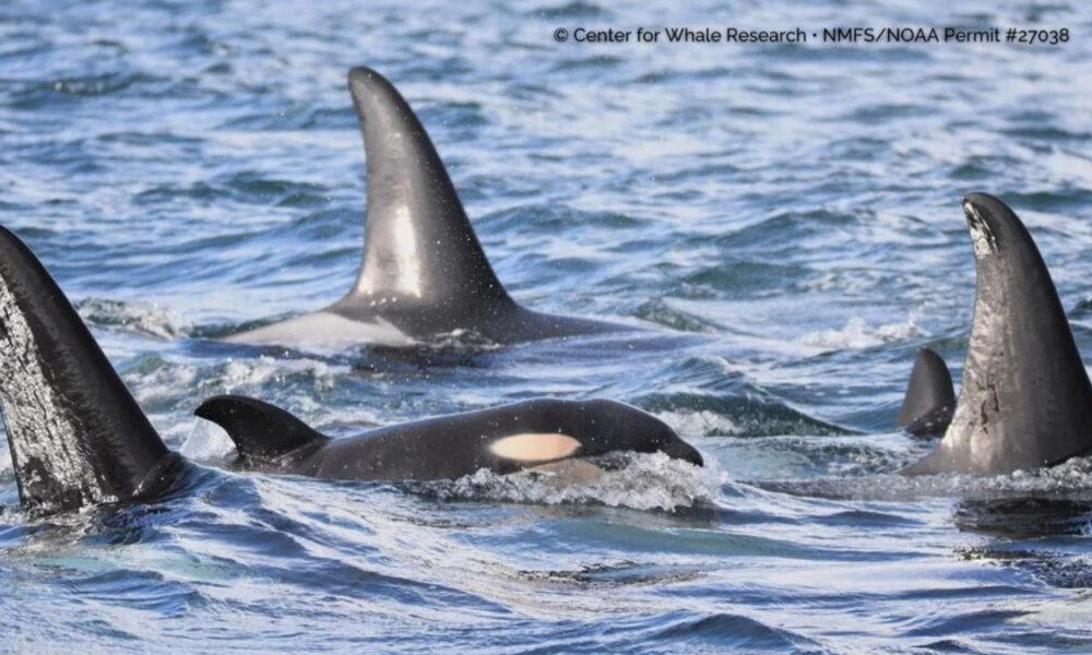 Group of orcas swimming near the surface in blue ocean, with tall dorsal fins above water.
