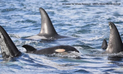 Group of orcas swimming near the surface in blue ocean, with tall dorsal fins above water.