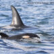 Group of orcas swimming near the surface in blue ocean, with tall dorsal fins above water.