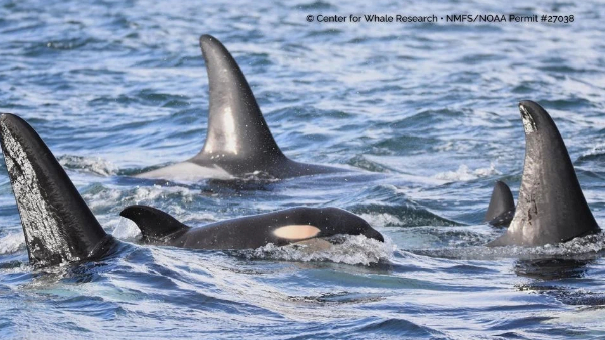 Group of orcas swimming near the surface in blue ocean, with tall dorsal fins above water.