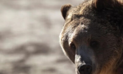 Close-up of a brown bear's face looking toward the camera in a natural setting.