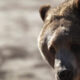 Close-up of a brown bear's face looking toward the camera in a natural setting.