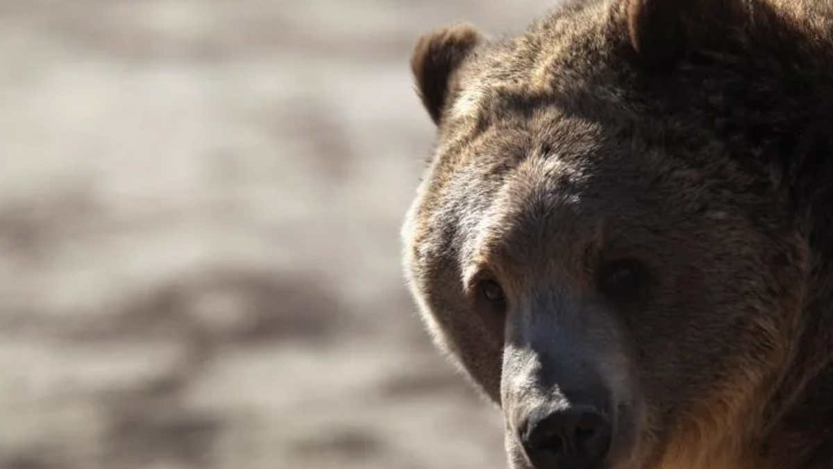 Close-up of a brown bear's face looking toward the camera in a natural setting.