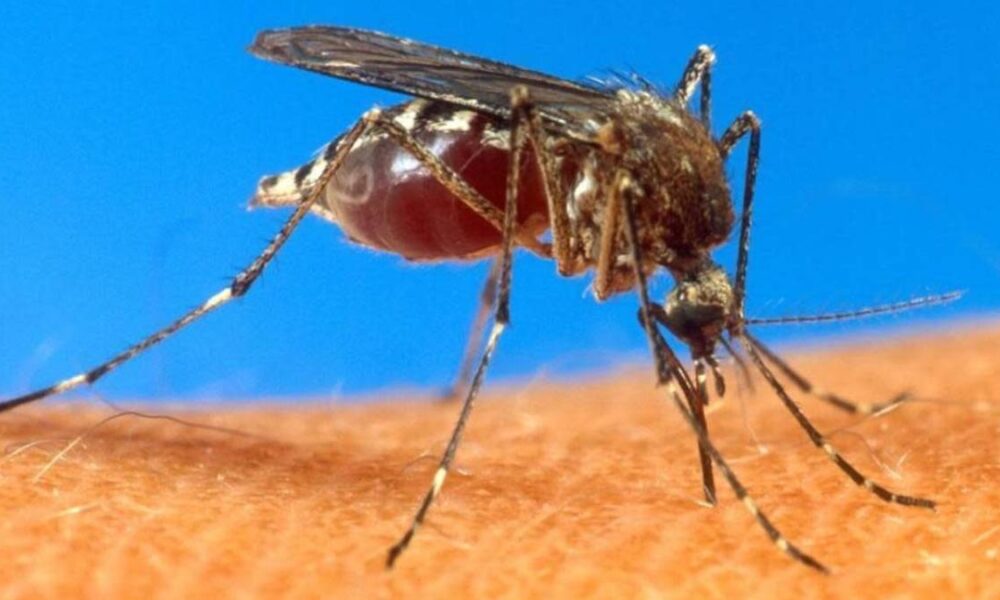 Close-up of a mosquito perched on skin, feeding on blood from a bite