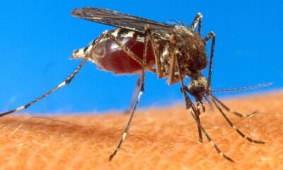 Close-up of a mosquito perched on skin, feeding on blood from a bite