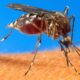 Close-up of a mosquito perched on skin, feeding on blood from a bite