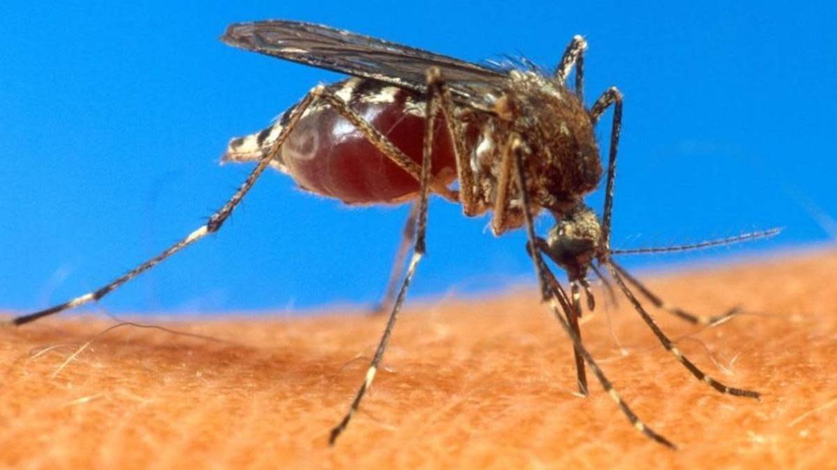 Close-up of a mosquito perched on skin, feeding on blood from a bite
