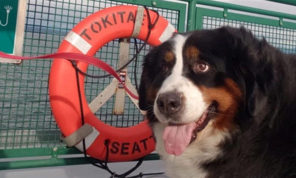 Bernese Mountain Dog with its tongue out beside a red lifebuoy on a boat railing.