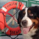 Bernese Mountain Dog with its tongue out beside a red lifebuoy on a boat railing.