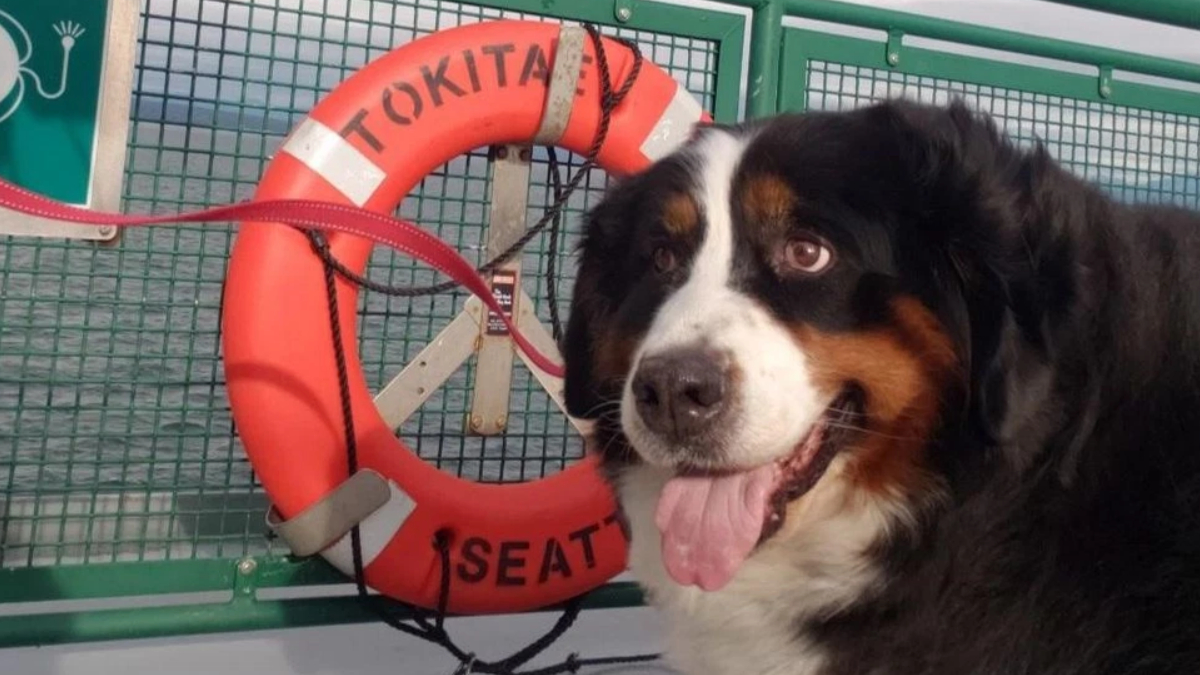 Bernese Mountain Dog with its tongue out beside a red lifebuoy on a boat railing.