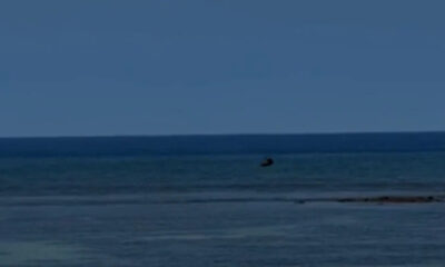 Wide blue ocean with a distant dark bird skimming the water near the horizon on a clear day.