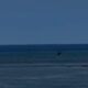 Wide blue ocean with a distant dark bird skimming the water near the horizon on a clear day.