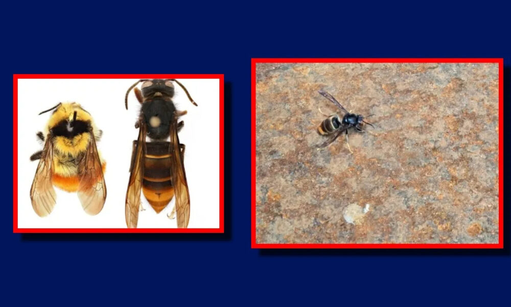Left: bumblebee and hornet-like wasp side by side on white in red frame; right: small bee on rocky surface in red frame.