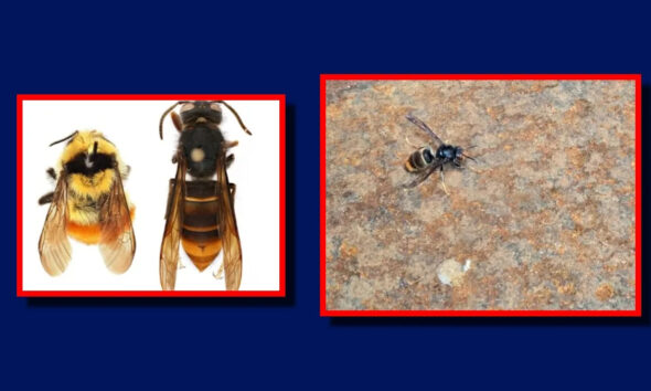Left: bumblebee and hornet-like wasp side by side on white in red frame; right: small bee on rocky surface in red frame.