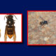 Left: bumblebee and hornet-like wasp side by side on white in red frame; right: small bee on rocky surface in red frame.