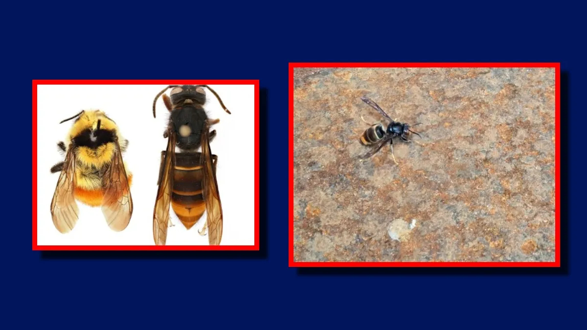 Left: bumblebee and hornet-like wasp side by side on white in red frame; right: small bee on rocky surface in red frame.