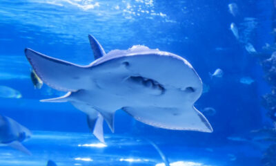 Shark swimming toward the camera in a blue aquarium tank, with fins visible underwater.