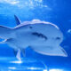 Shark swimming toward the camera in a blue aquarium tank, with fins visible underwater.