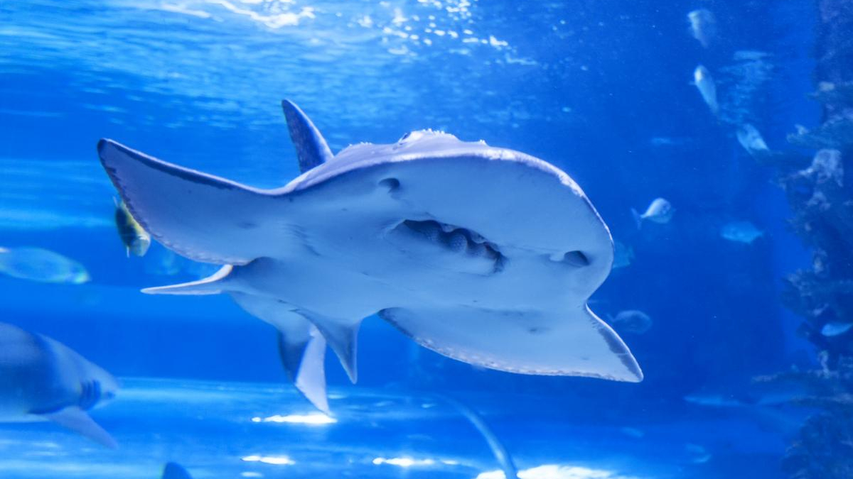 Shark swimming toward the camera in a blue aquarium tank, with fins visible underwater.