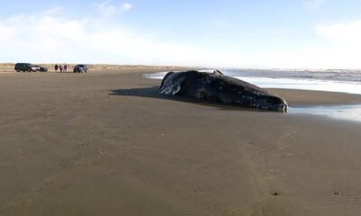 Beached whale lying on wet sand along a quiet beach, with a few cars and people in the distance.