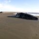 Beached whale lying on wet sand along a quiet beach, with a few cars and people in the distance.