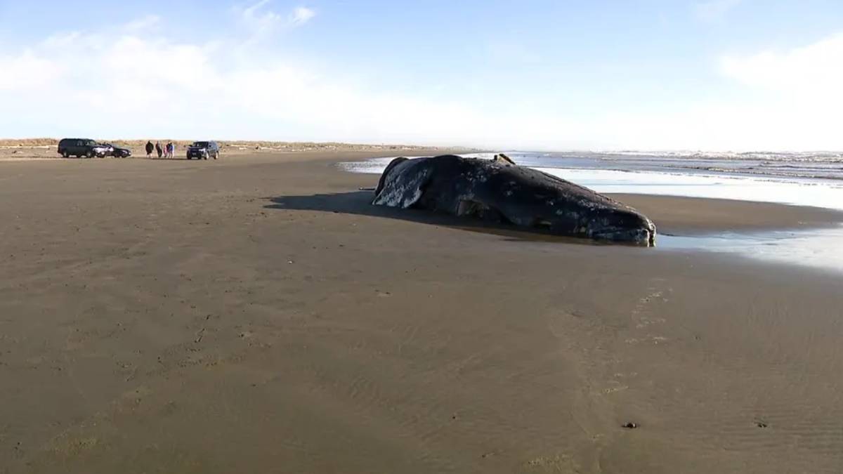 Beached whale lying on wet sand along a quiet beach, with a few cars and people in the distance.
