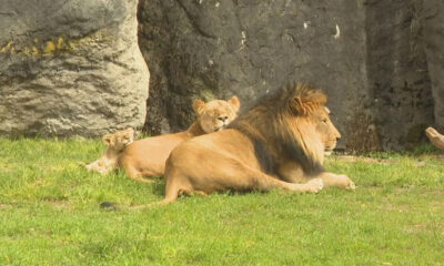 Adult male lion lying on grass with two lion cubs resting behind him near a rocky wall.