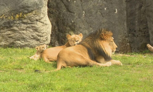 Adult male lion lying on grass with two lion cubs resting behind him near a rocky wall.