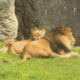 Adult male lion lying on grass with two lion cubs resting behind him near a rocky wall.