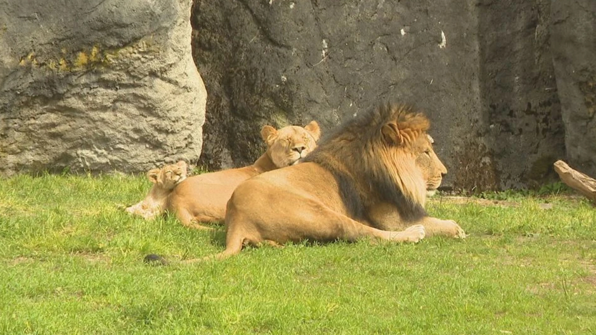 Adult male lion lying on grass with two lion cubs resting behind him near a rocky wall.