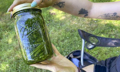 Green leafy herbs packed in a Ball wide-mouth mason jar being held outdoors on grass by a person with tattooed arms.