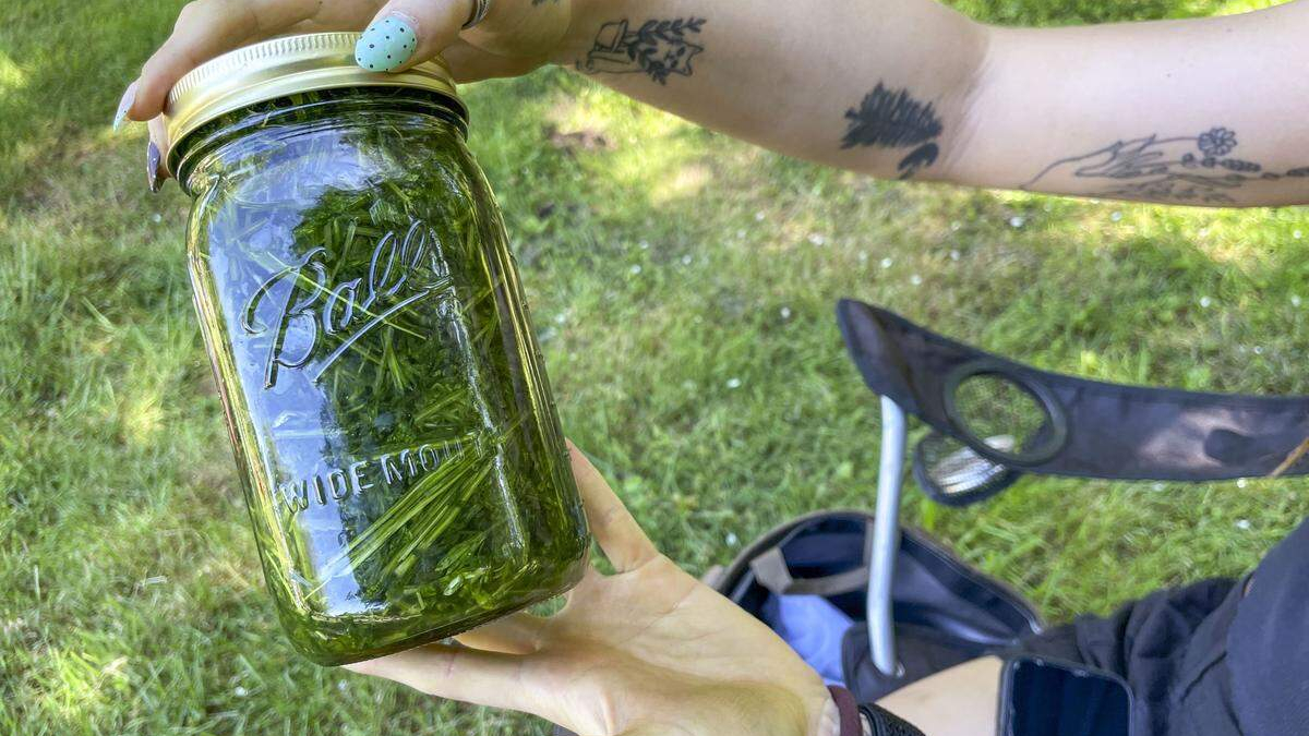 Green leafy herbs packed in a Ball wide-mouth mason jar being held outdoors on grass by a person with tattooed arms.