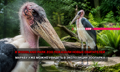 свежие новости сиетла только на slavigo.com