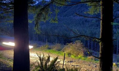 Nighttime forest trail with two large trees in foreground and a light streak from a passing vehicle on the dirt path.