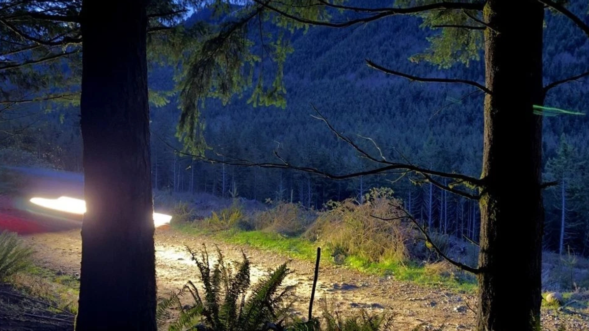 Nighttime forest trail with two large trees in foreground and a light streak from a passing vehicle on the dirt path.