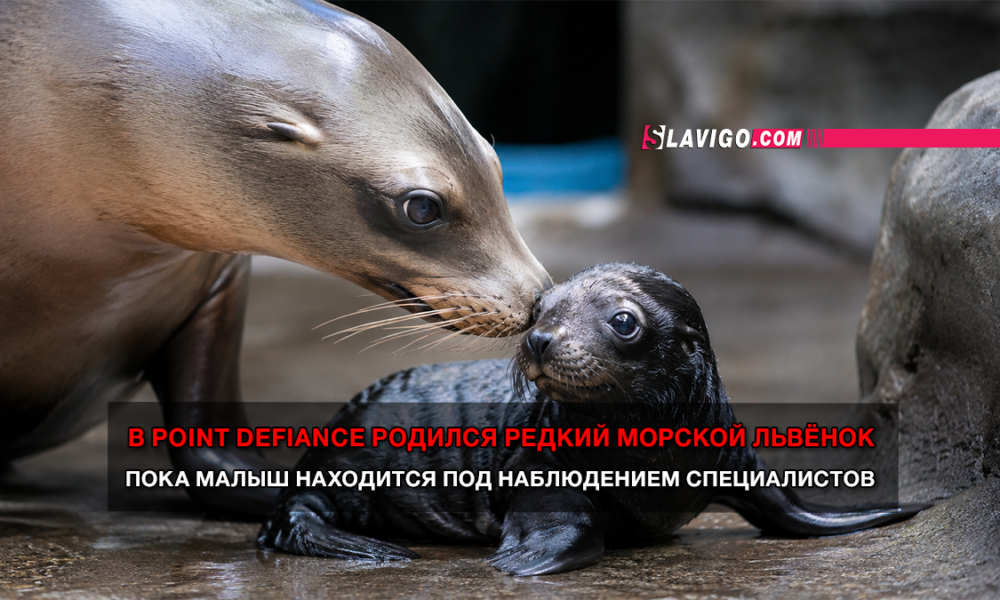 читай свежие новости Сиэтла и пригорода на slavigo.com