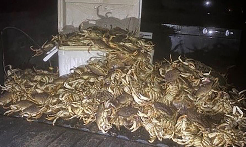 A large pile of live crabs stacked on the ground beside a cooler at night, with a grill in the background.