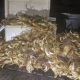 A large pile of live crabs stacked on the ground beside a cooler at night, with a grill in the background.