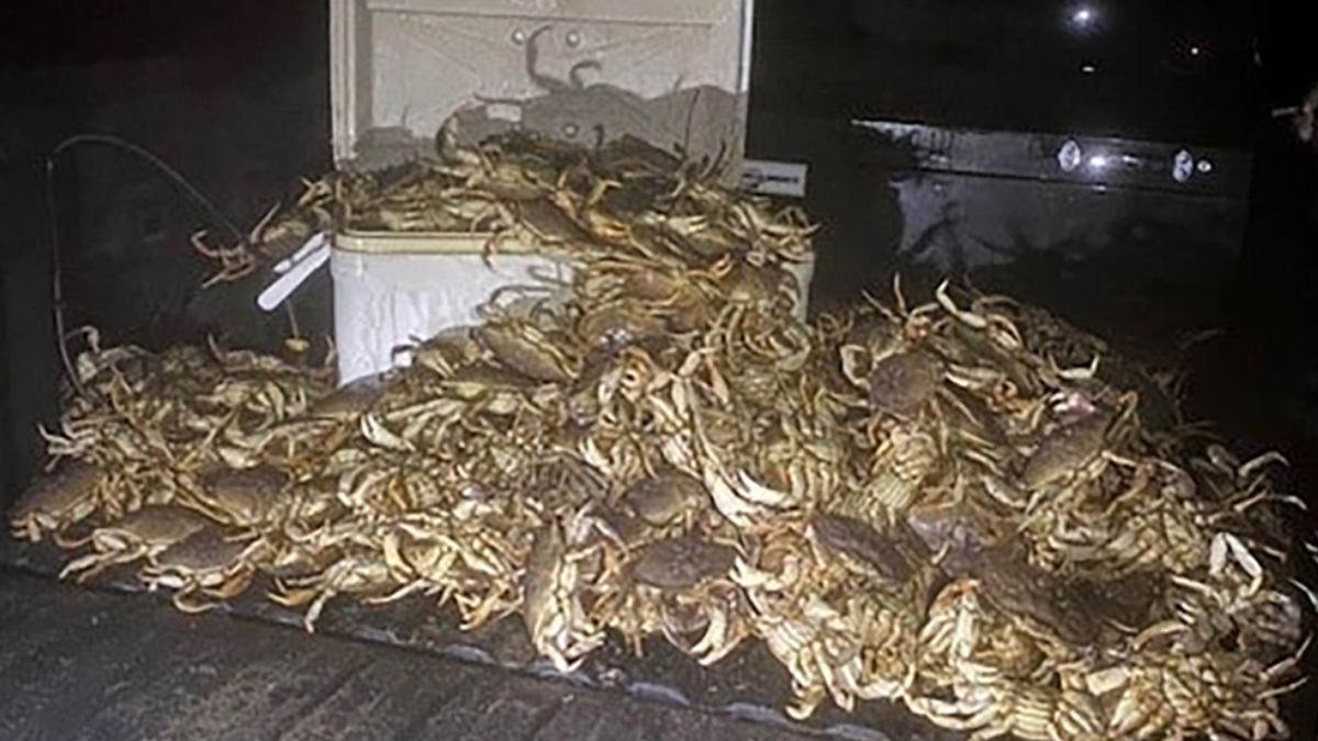 A large pile of live crabs stacked on the ground beside a cooler at night, with a grill in the background.