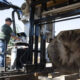 A worker on a platform operates a large log-cutting machine beside a massive tree trunk outdoors at a lumber yard.