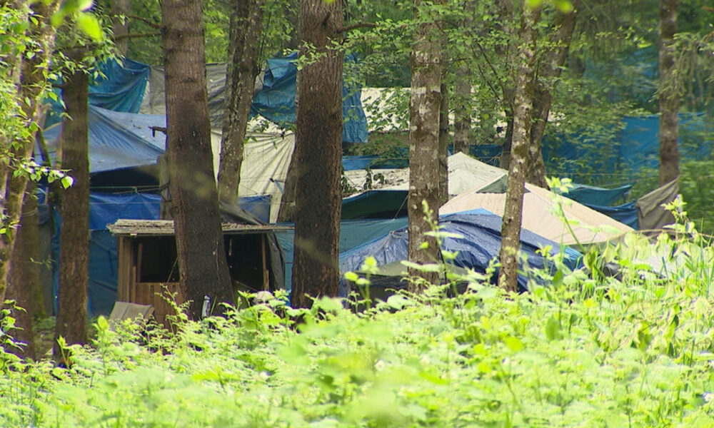Cluster of blue and gray tents pitched among tall trees in a leafy forest campsite, with a small wooden shelter in the foreground.