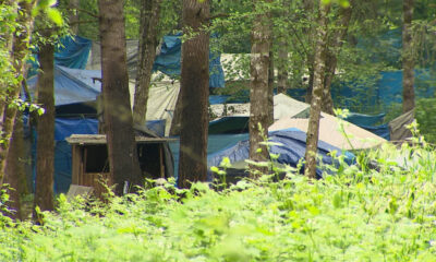 Cluster of blue and gray tents pitched among tall trees in a leafy forest campsite, with a small wooden shelter in the foreground.