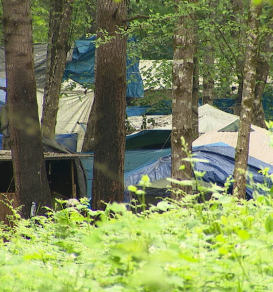 Cluster of blue and gray tents pitched among tall trees in a leafy forest campsite, with a small wooden shelter in the foreground.