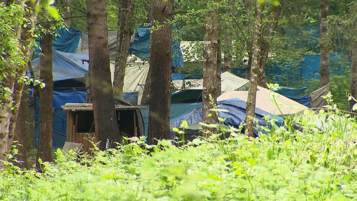 Cluster of blue and gray tents pitched among tall trees in a leafy forest campsite, with a small wooden shelter in the foreground.