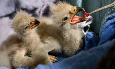 Two fluffy baby chicks with open beaks, one being fed a small piece of food with tweezers/feeding tool