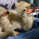 Two fluffy baby chicks with open beaks, one being fed a small piece of food with tweezers/feeding tool