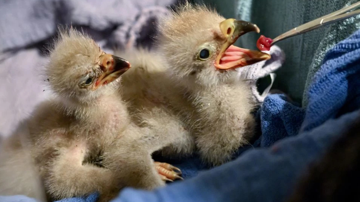 Two fluffy baby chicks with open beaks, one being fed a small piece of food with tweezers/feeding tool