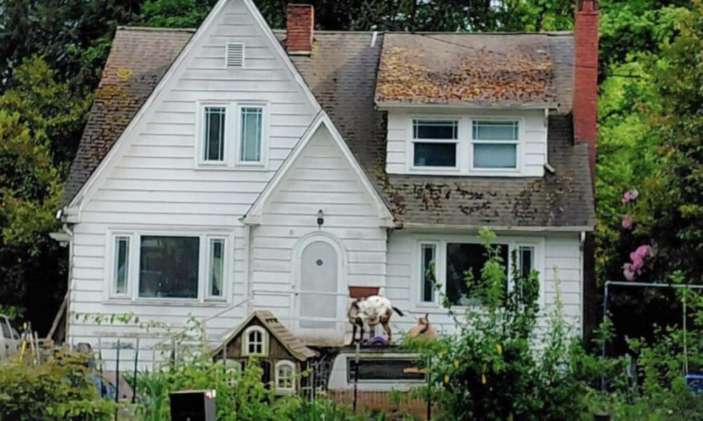 White two-story house with a steep front gable; leaves cover parts of the roof and a small animal in the front yard near a toy playhouse.