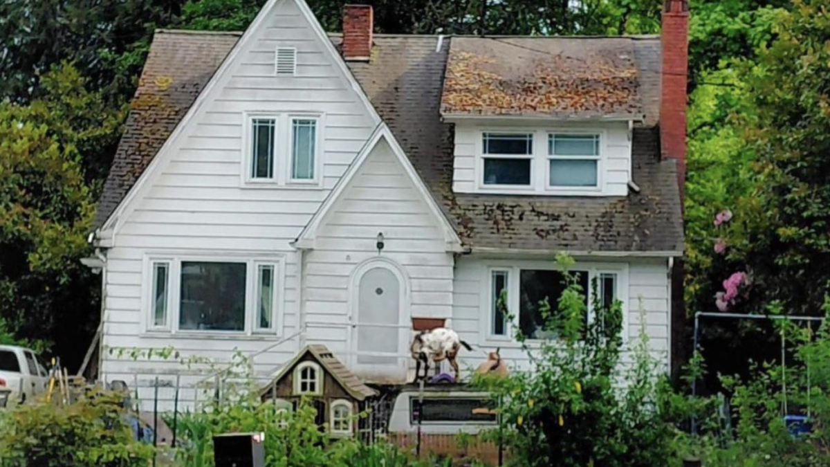 White two-story house with a steep front gable; leaves cover parts of the roof and a small animal in the front yard near a toy playhouse.